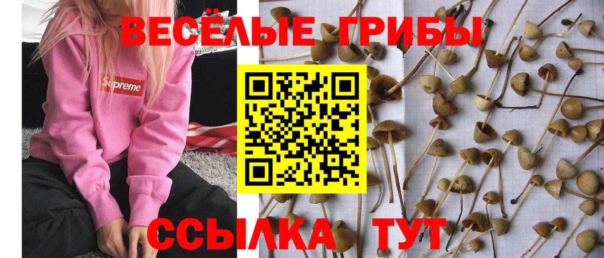 Галлюциногенные грибы ЛСД Ачхой-Мартан
